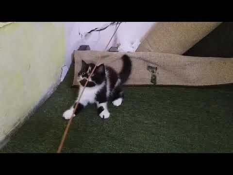 Kucing Persia Flatnose Lucu Exo Youtube