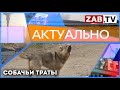 АКТУАЛЬНО - Собачьи траты