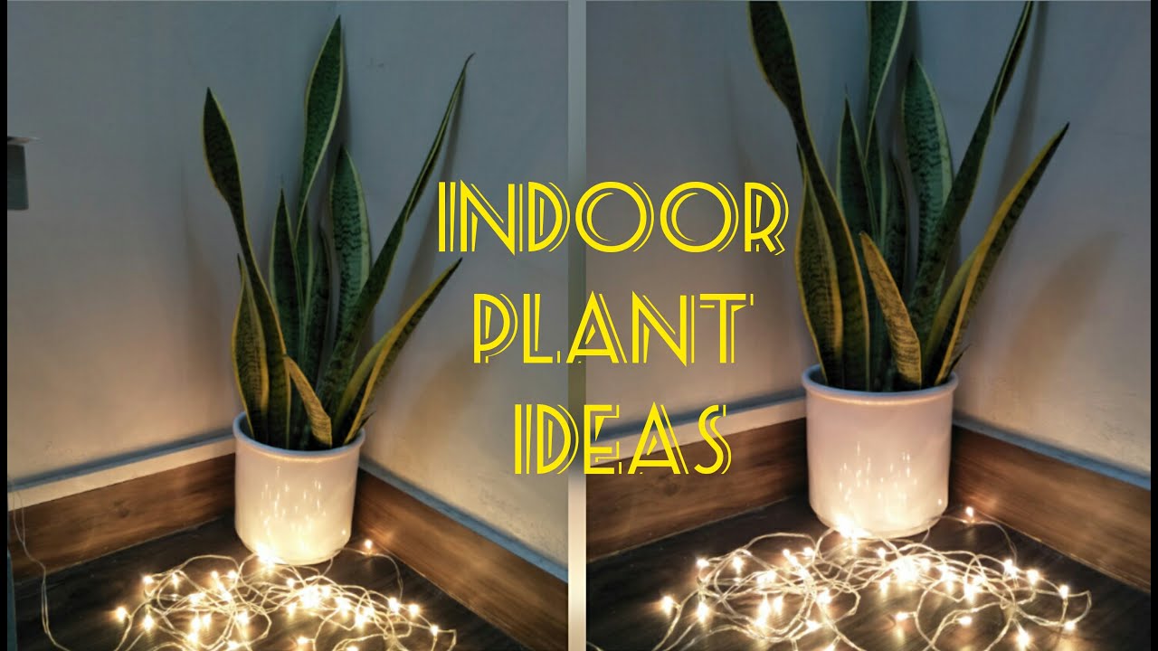 Decorative Indoor Plant Ideas! YouTube