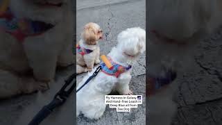 Clover And Mommas Zee.dog Collection