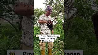 🐝Proses Penangkapan Lebah Liar Paling Memuaskan!