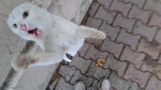 Angry White Cat jumped on me and wanted to bite my hand.