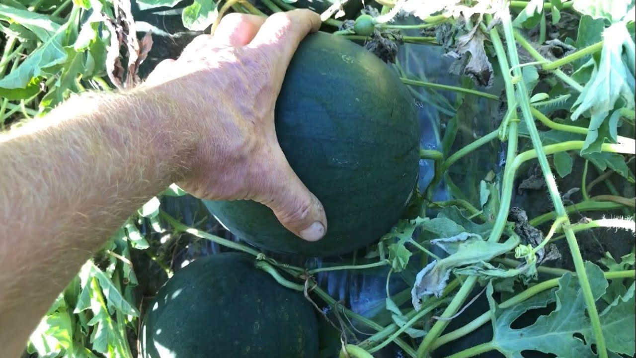 Цей кавун зірка ютубу. Результати проби кавуна Шуга бебі з городу