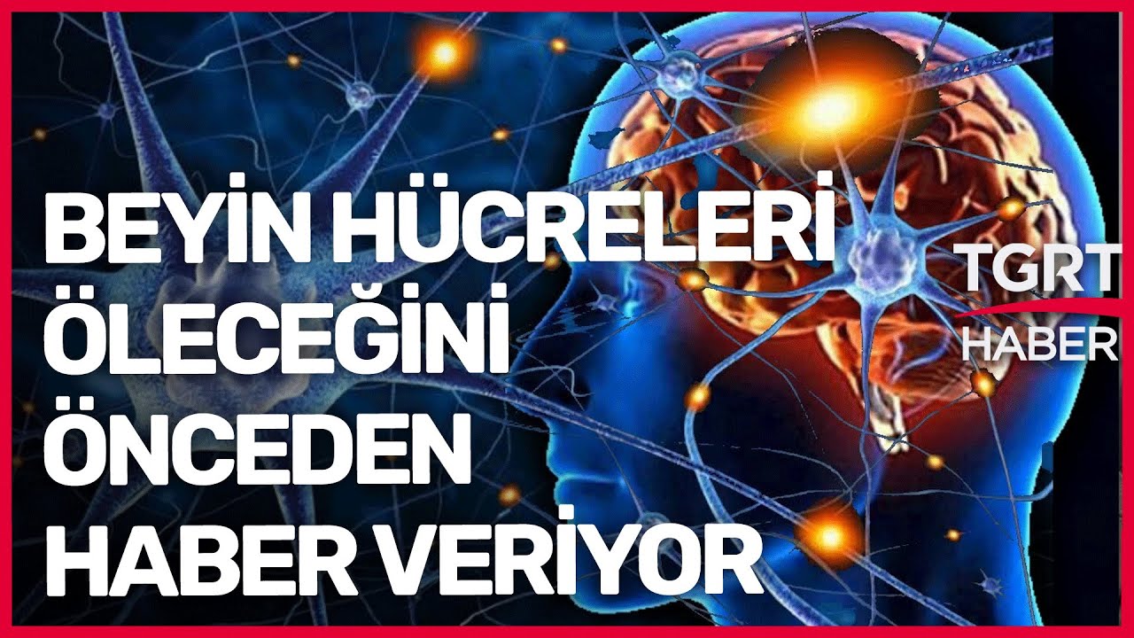 Motor Nöron Ne Demektir ve İşlevi Nedir? - Dün Bugün Yarın