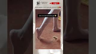 Bale Yapan Civciv Gerçek Olamaz