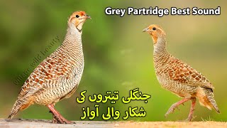 Jungle Teetar ki Shikar Wali Awaz | Grey Partridge Best Sound | Teetar Hunting screenshot 1
