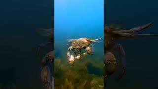 Download Lagu Laut biru dan cakrawala luas, pemandangan yang tak terlupakan MP3