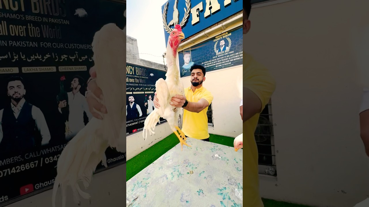 German 🇩🇪 White OH Shamo 🔥🔥🔥