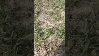 गांव 🌾🥰 | Farmers Life # Village life # YouTube video # Viral Shorts # Farming World # Jai Shree Ram