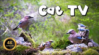 Cat TV for Cats to Watch   THE BIRDS ARE AMAZING ‍⬛ (4K)