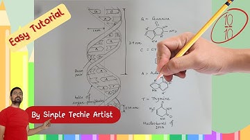 How to Draw Double Helix DNA Diagram | Step-by-Step Tutorial