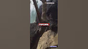 🐾 The Binturong – The “Bearcat” with a Secret Smell! 🌿🔥