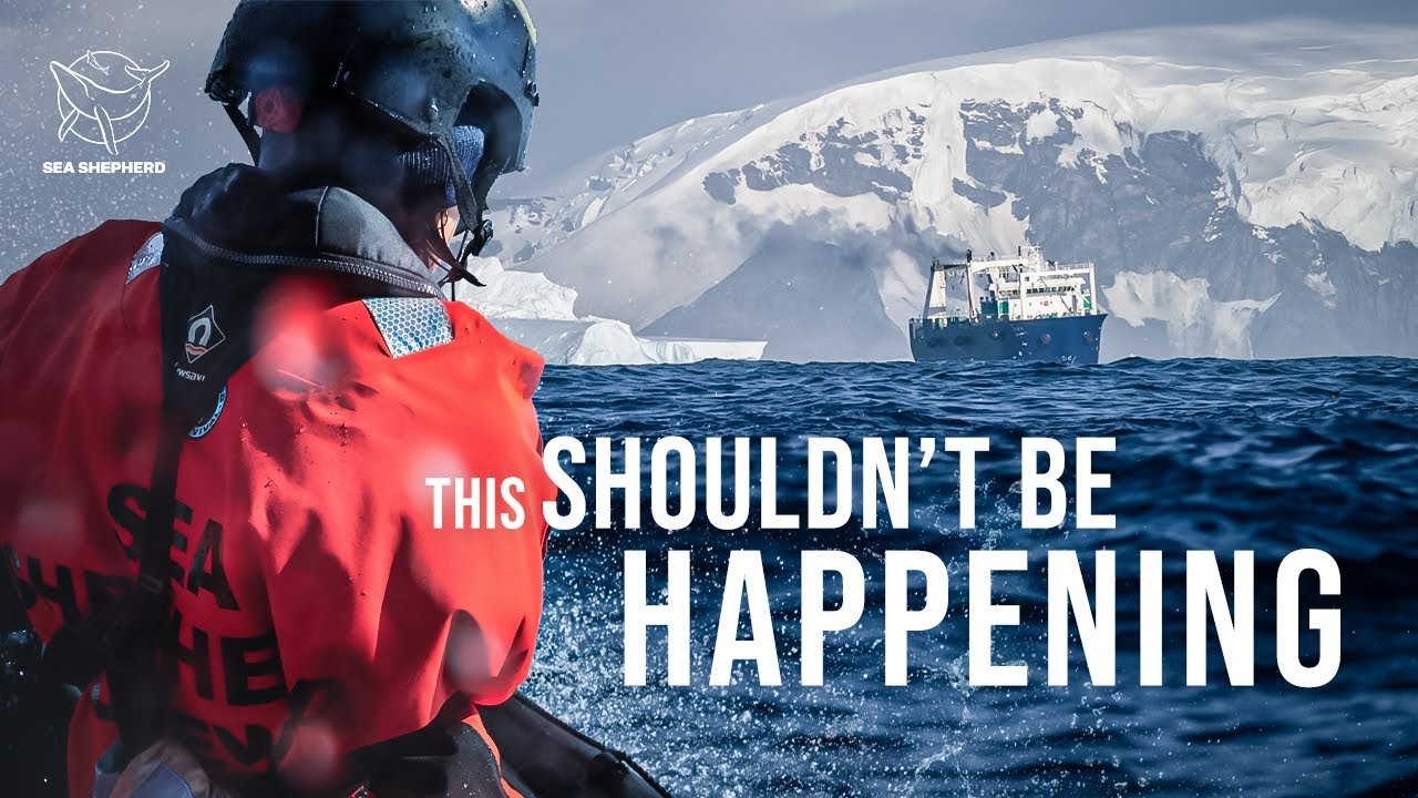 Sea Shepherd: Our First Days in Antarctica’s Krill Warzone