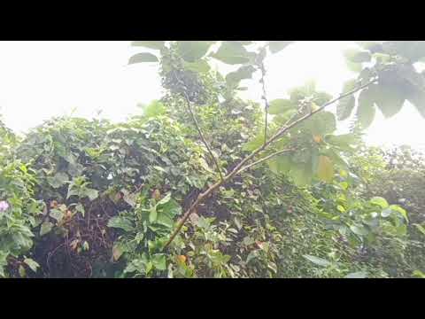 mikat kepodang menggunakan suara mp3