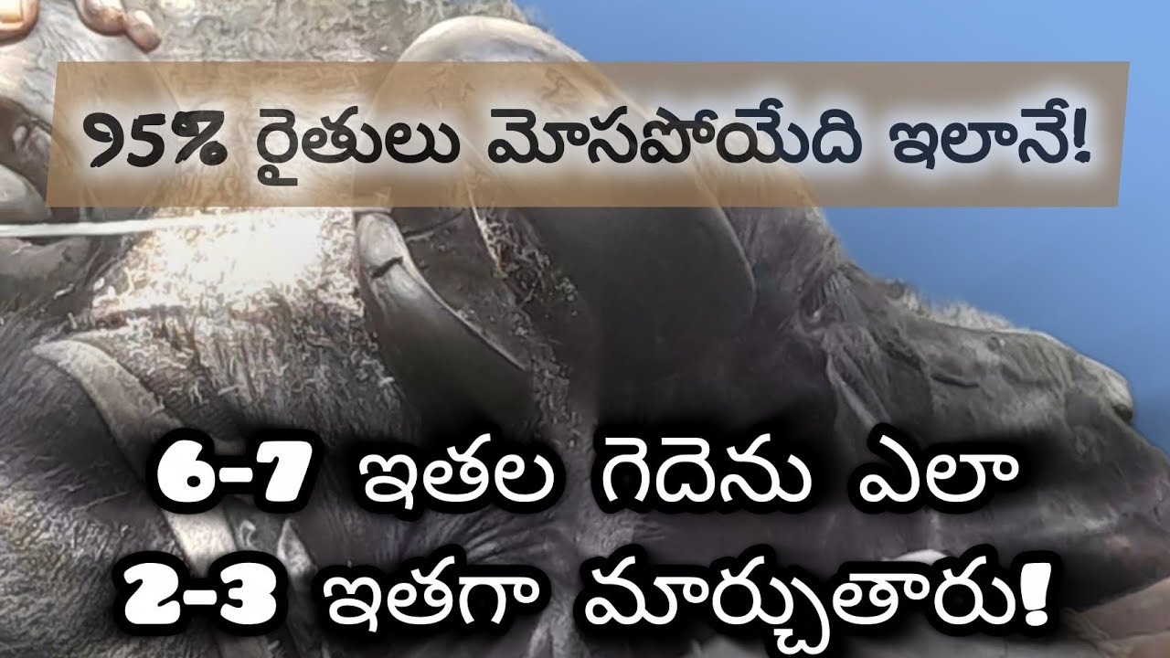 గేదె కొమ్ములు చూసి మోసపోకండి..! #murrahbuffaloes #murrahfarming #murrahforsale #qualitymatter