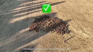 Can robotic dogs herd a flock of 600 sheep