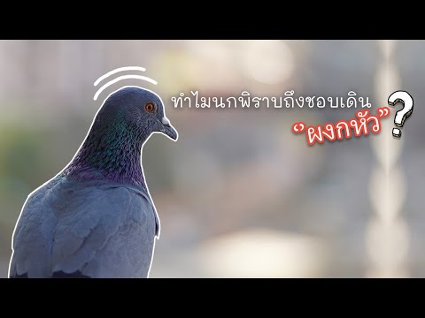 วีดีโอ: ทำไมสามารถมองเห็นนกพิราบที่โตเต็มวัยได้บนถนนเท่านั้น?