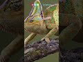 Chameleon Species and Adaptations
