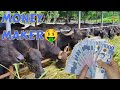 Carabao feedlot fattening  profitable business venture for farmers  carabao farming in philippines