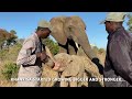 Did Someone Say Bubi &amp; Khanyisa? Watch the Love Between These Two Elephants 💖