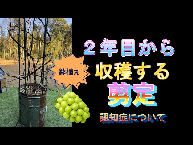 Easy pruning and dementia prevention for harvesting potted grapes