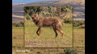 Sand Wash Basin - A coyote among the newborn foals