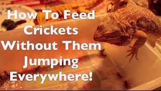 How To Feed Crickets To Your Bearded Dragons [Repidemic]