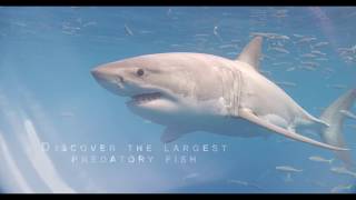 The Great White Shift - Distribution Trailer