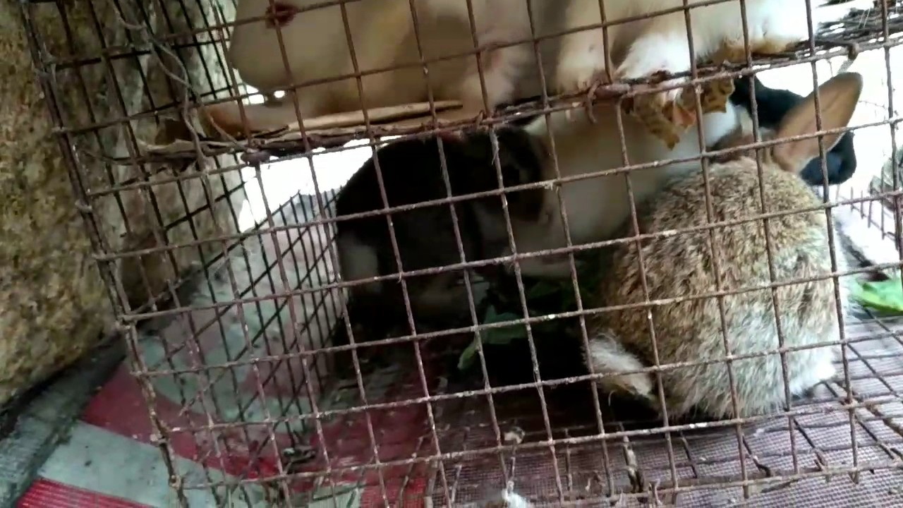 pet store Baby rabbit or cocktail ki price (may 28)