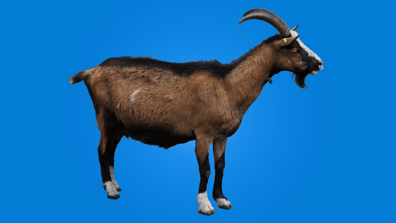 GOAT PETTING SIMULATOR!