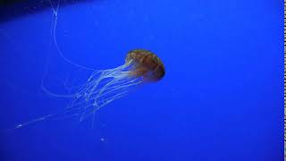 Jellyfish With Brown Stripes Swimming Sideway Blue Background Slow Motion Transparent Te