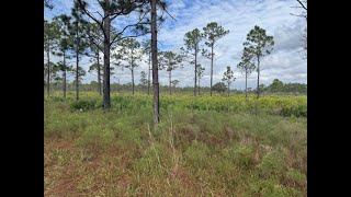 Hike Thru Split Oak Forest In Lake Nona, Fl