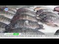 Kenya’s Fish Farming Revolution: Aquaculture Takes Center Stage || Farm Kenya