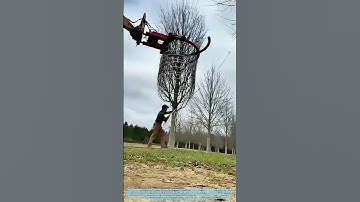 Taming the Canopy: The Mechanical Hug That Preps Trees for a New Home