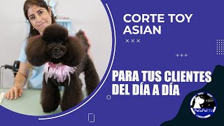 Peluqueria canina estilo asiatico con CANICHE TOY corte tijeras poodle toy con PAQUI ORTEGA