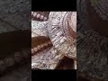 Sun temple konark #konark#suntemple#hinduism #suryadev#trending#ytshorts #viralshorts#dharmik