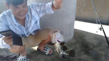 Câu cá đê biển cà mau