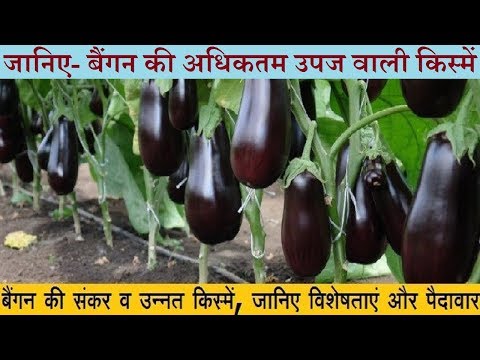 वीडियो: बुवाई पर्सनिप: खेती और किस्मों की विशेषताएं