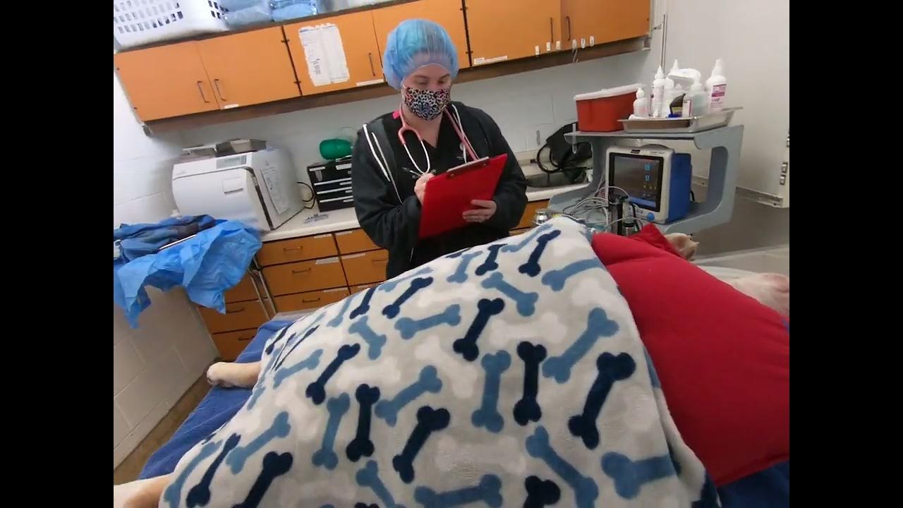 Bulldog Anesthesia Monitoring And Raw Food Diet Risks Cardiomyopthy bulldog-anesthesia-monitoring-and-raw-food-diet-risks-cardiomyopthy