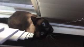 А поговорить? =^..^= Сиамский кот разговаривает с хозяйкой ;) А поговорить? =^..^= Сиамский кот разговаривает с хозяйкой ;)