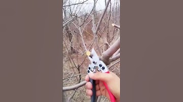 Kéo cắt cành cộng lực SK5 Nhật Bản sẵn kho 1000c #keo #keocatcanh