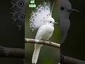 How beautiful these birds are!!! #birds #forest #wildlife #nature #animals #shorts