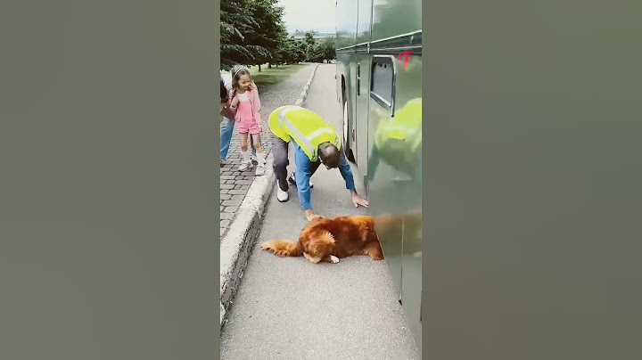 Incredible Dog Rescues Kittens from Bus - Inspiring Story#shorts