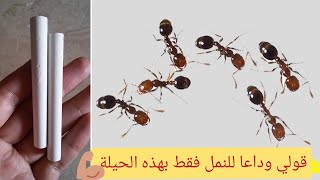 طريقة آمنة للتخلص من النمل بصفة نهائية