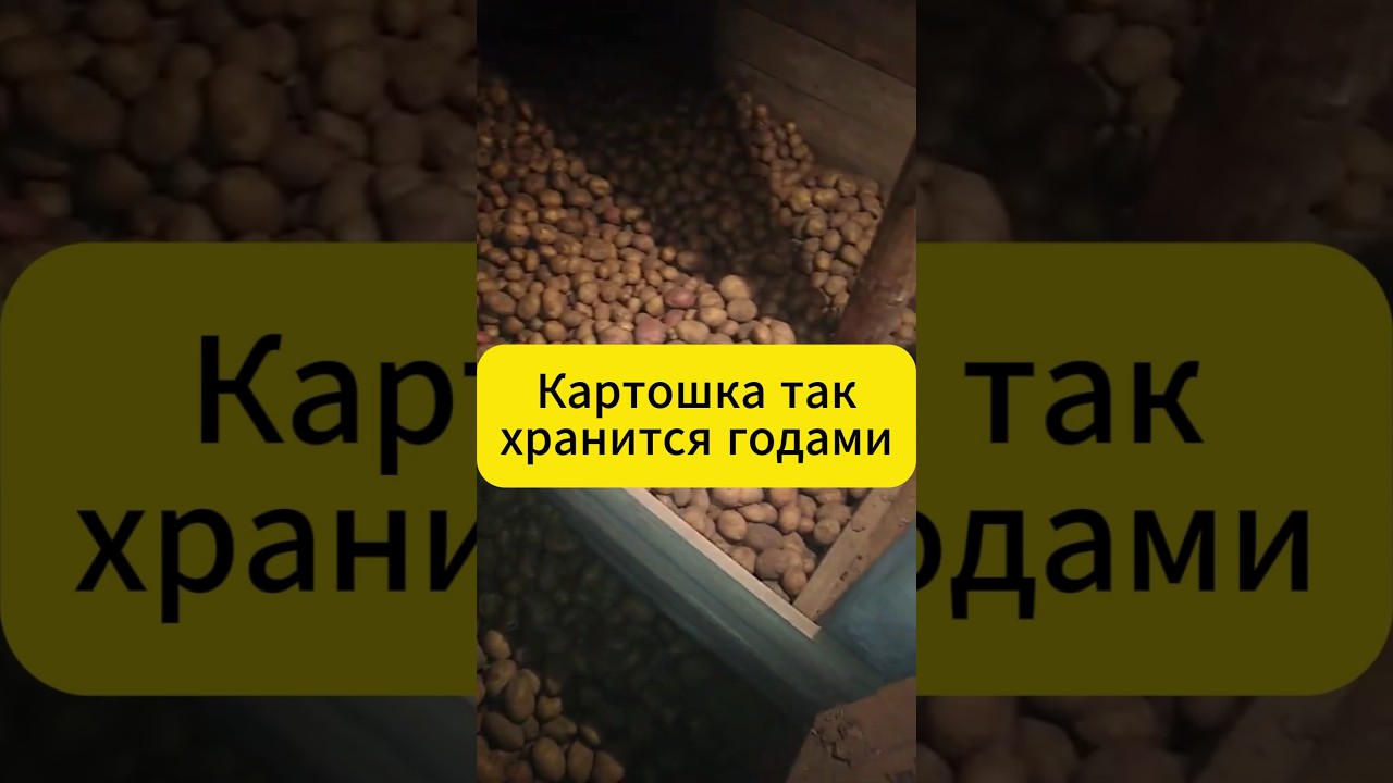 Так картошка хранится годами! #дача #картошка #хранение #огород