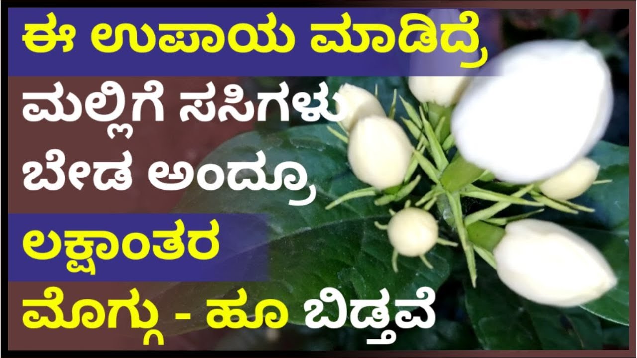 ಈ ಉಪಾಯ ಮಾಡಿದರೆ ಮಲ್ಲಿಗೆ ಸಸಿಗಳು ಬೇಡ ಅಂದ್ರೂ ಲಕ್ಷಾಂತರ ಮೊಗ್ಗು-ಹೂ -| #marysmanegarden  #organic #jasmine