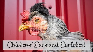 Chickens' Ears and Earlobes!