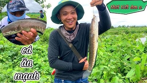 Cá ăn mạnh sau những ngày mưa bão l Câu rê(lure) cá lóc đồng p61