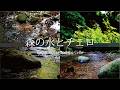 森の水と癒しのチェロ 信州上田 武石川(自然映像とBGM/心身浄化・癒し)healing cello