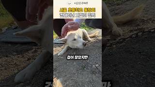 거동이 불편한 할아버지가 미녀견 진희에게 항상 미안했던 이유 #강아지 #반려견 #shorts #viral